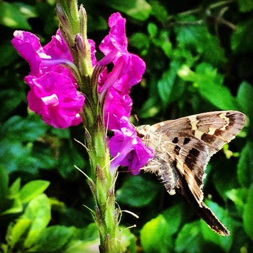 Butterfly (297/366) by elawgrrl