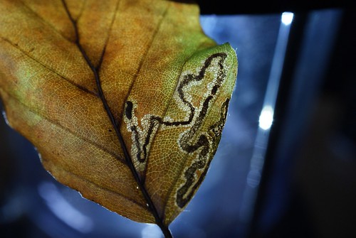 Stigmella hemargyrella leaf mine on Fagus