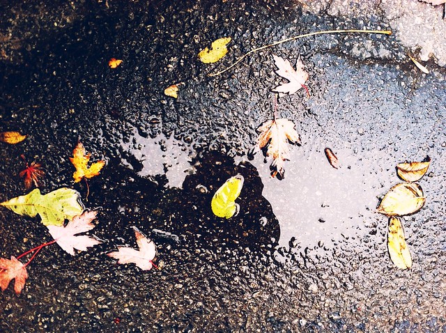 leaves, puddle, autumn, autumn rain, fall, Indiana autumn, leaves and pavement