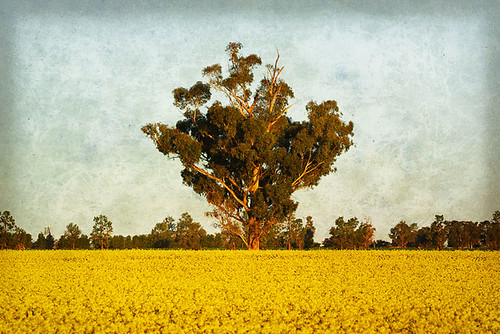 Canola at Grenfell, New South Wales, Australia IMG_4579_Grenfell_Texture