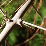 Garden Inventory: Ming Fern Asaparagus (Asparagaus retrofractus) - 4