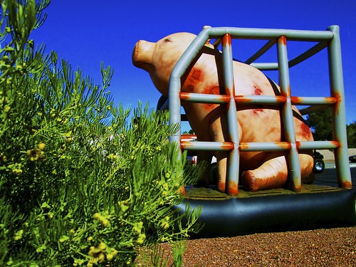 2.4 - Sad Caged Giant Pig
