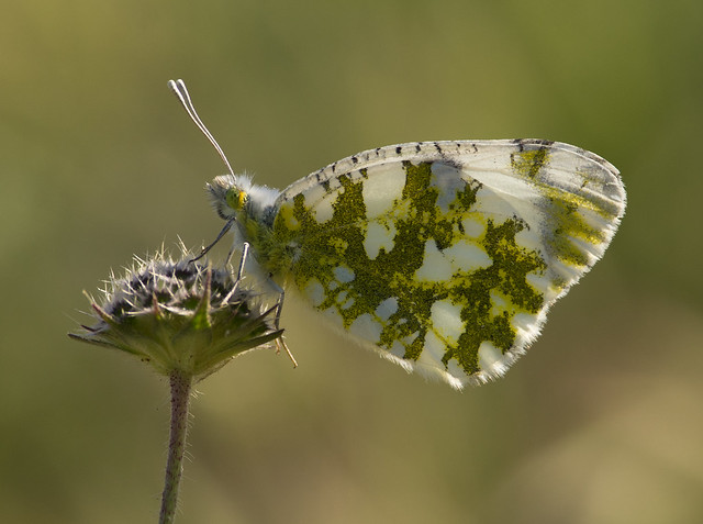 Eastern dappled white butterfly backlit