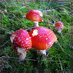 Pilze _ Fungi