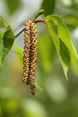Betulaceae