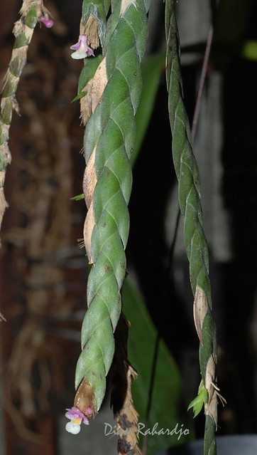 Dendrobium quadrilobatum 