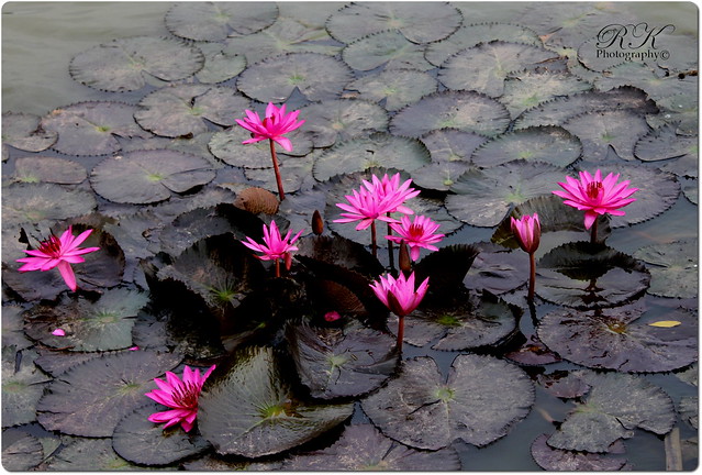 Lilly Flowers, Hebbal Lake