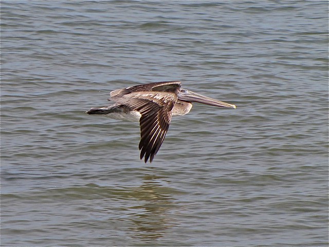 Brown Pelican at the North Beach on Tybee Island 09