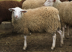 Woolly ewe lamb
