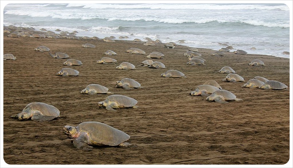 turtles costa rica arribada ostional