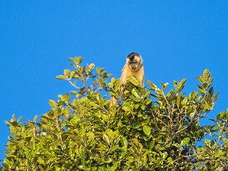 Capuchin at the top of the tree