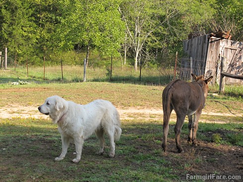 Daisy on donkey guard dog duty (16) - FarmgirlFare.com