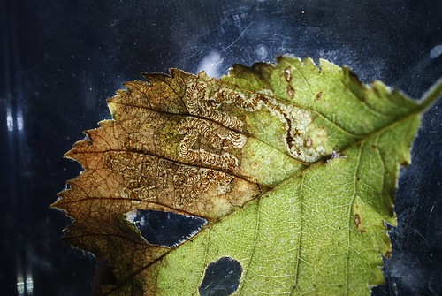 Stigmella lemniscella leaf mine on Ulmus