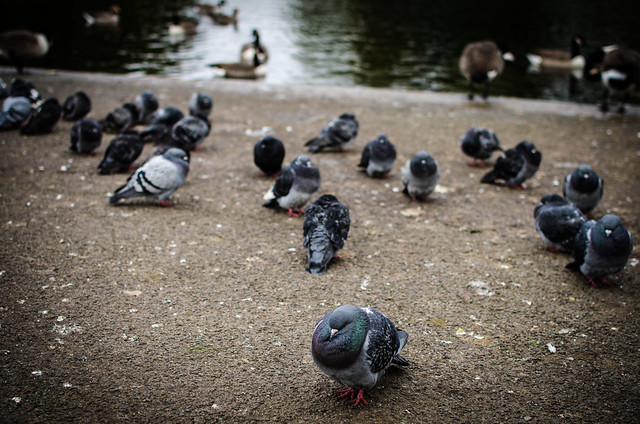 Camden Lock England London United Kingdom pond boat regent's park pigeon