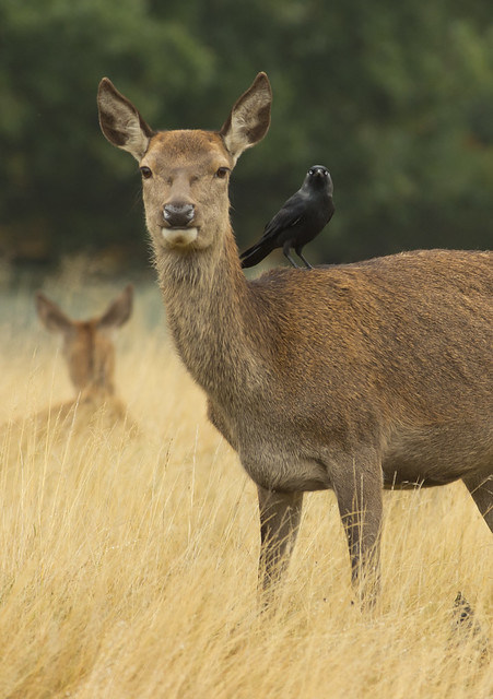 red deer with jackdaw on back