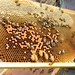 marco con cria de abejas y reinas