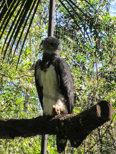 Le Parc des Oiseaux d'Iguaçu: un aigle royal femelle. Elle ressemble en fait à une grande chouette.