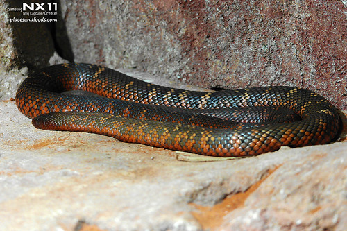 WILD LIFE Sydney Zoo snake