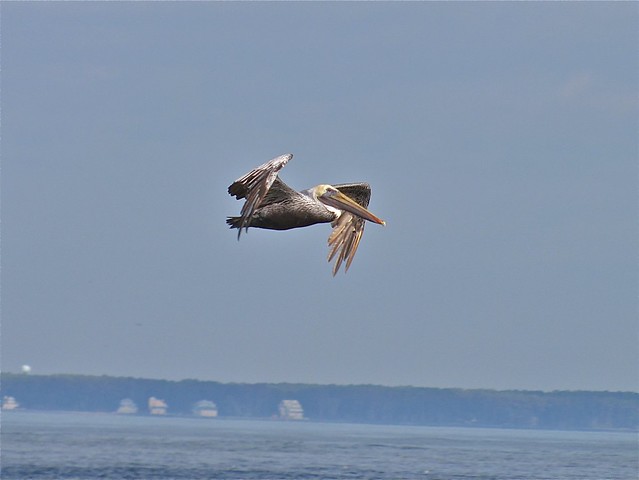 Brown Pelican at the North Beach on Tybee Island 02