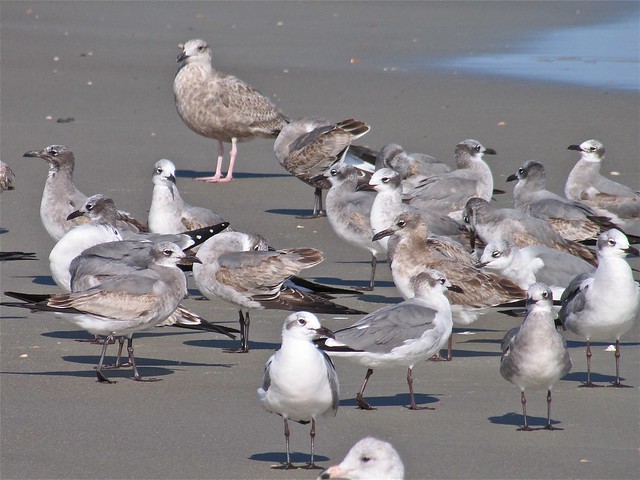 Ring-billed, Herring, and Laughing Gulls at the North Beach on Tybee Island 05