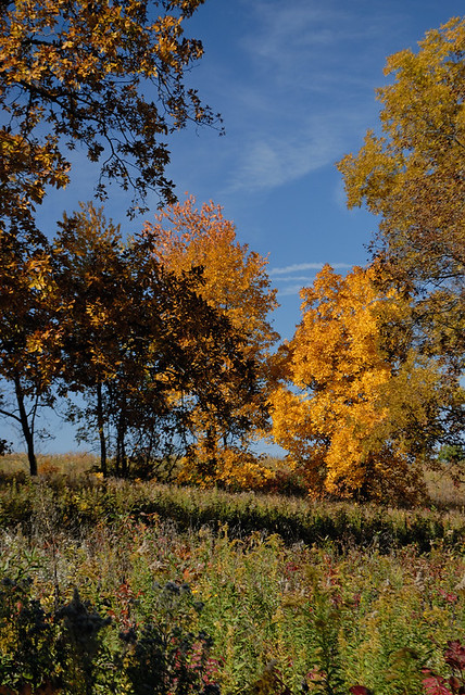 Shaw Nature Reserve (the Arboretum), in Gray Summit, Missouri, USA - clump of autumn trees on prairie 2