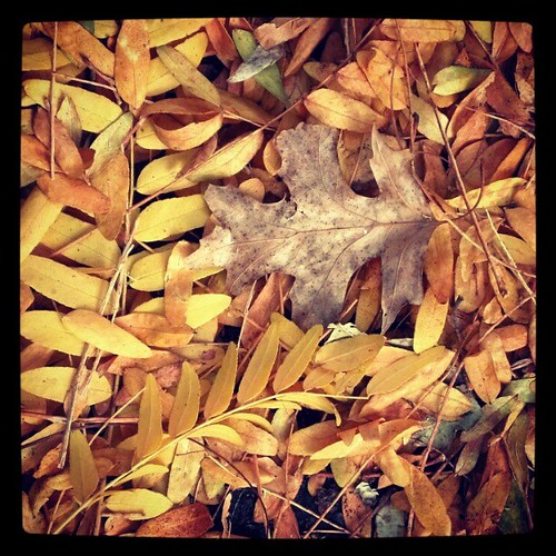#leaves #fall #nyc #queensnyc by ShellyS