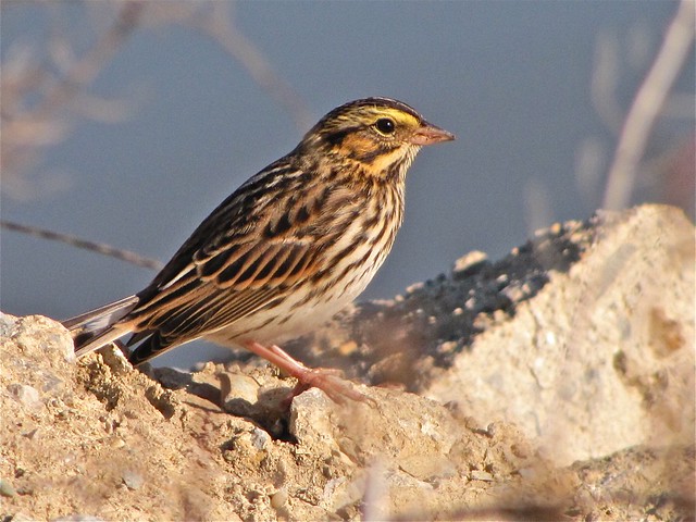 Savannah Sparrow at Gridley Wastewater Treatment Ponds 23
