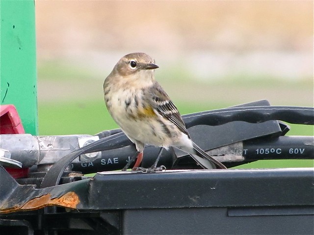 Yellow-rumped Warbler at Gridley Wastewater Treatment Ponds 03