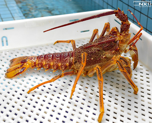 tas live lobster