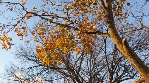 Late autum foliage.  Elmwood Park Illinois.  Late October 2012. by Eddie from Chicago