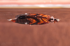 Whirligig beetle (Gyrinidae)