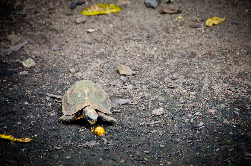hungry tortoise