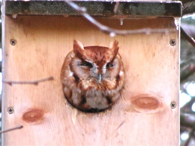 Eastern Screech-owl (red morph) in Bloomington, IL 13