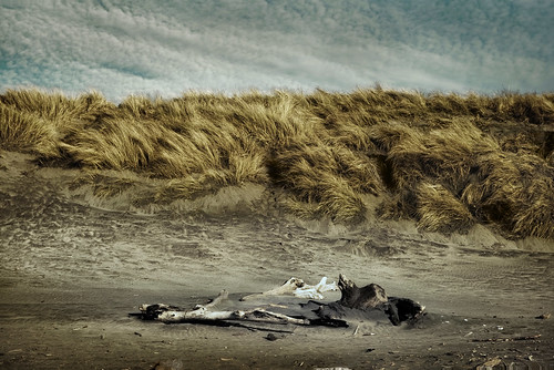 driftwood bones on fort stevens beach by jody9