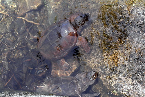 Turtles, Acadia National Park, Maine