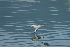 White-winged Black Tern/白翅黑燕鷗