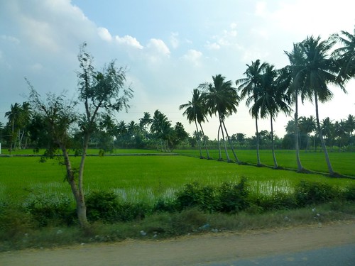 Campos de arroz. India