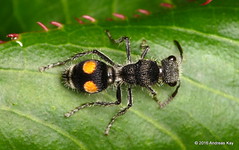 Hymenoptera of Ecuador