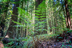 Humboldt Redwoods State Park, CA