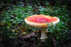 Mushrooms - Funghi