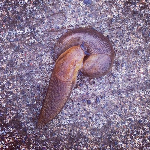 Slug sex