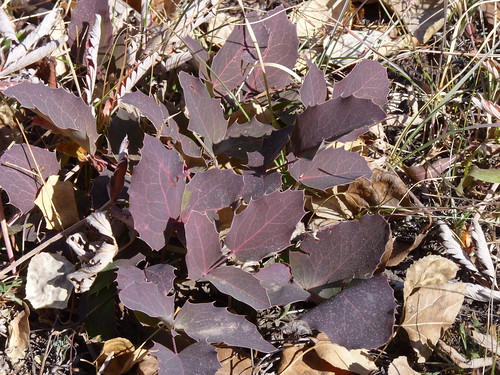 These leaves of the Oregon grape are a beautiful royal purple and add to the more common fall colors of Oregon grape, red, orange, and pink. Photo copyright by Al Schneider.