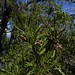 Olivillo de la cordillera (Kageneckia angustifolia) - frutos