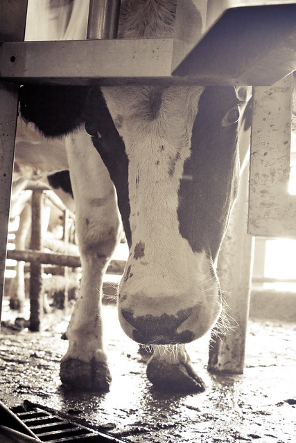 Kelsay Farms Dairy Cow