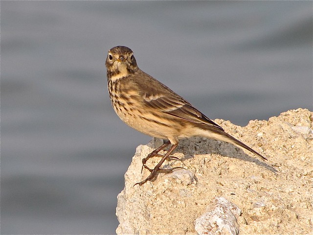 American Pipit at Gridley Wastewater Treatment Ponds 11