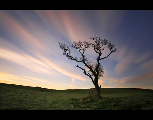 Corra Tree  by Mike Bolam