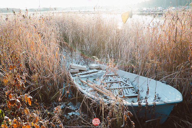 303/365 Boat In Bed Of Reeds