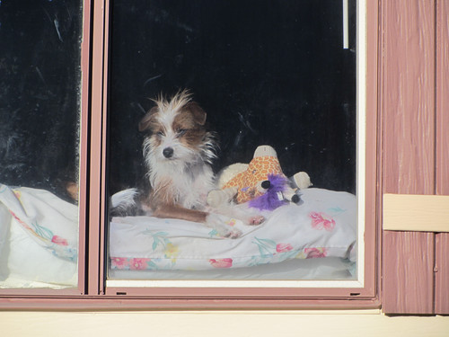 doggie in the window