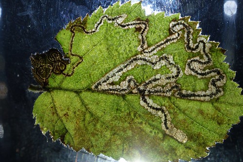Stigmella floslactella leaf mine on Corylus