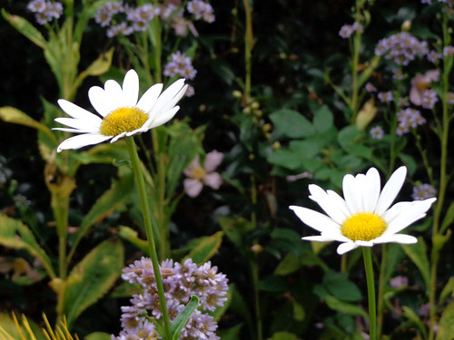 Daisies and asters